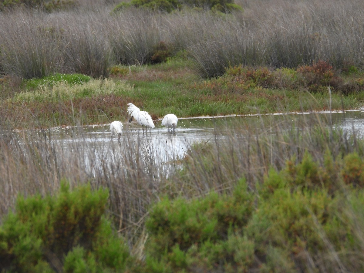Косар королівський - ML646954501