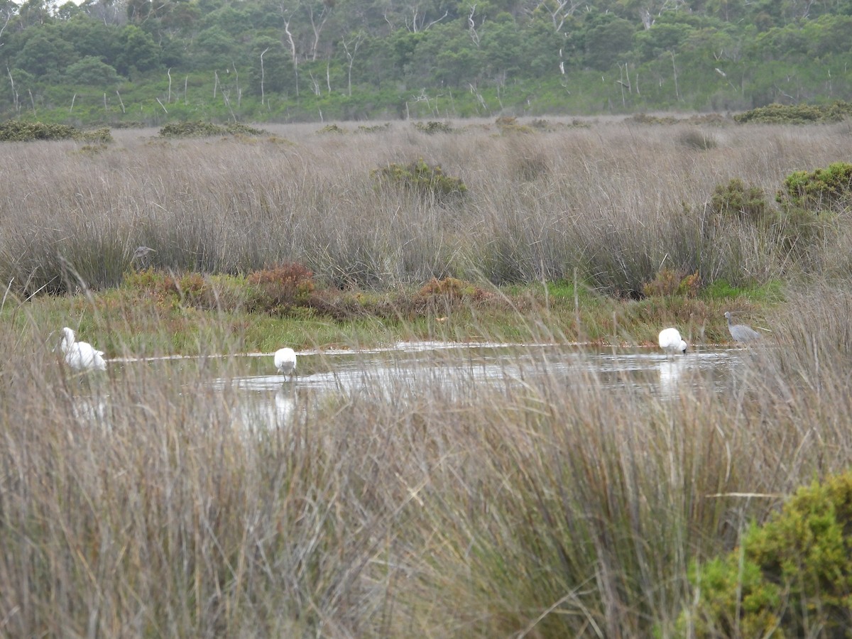 Косар королівський - ML646954502