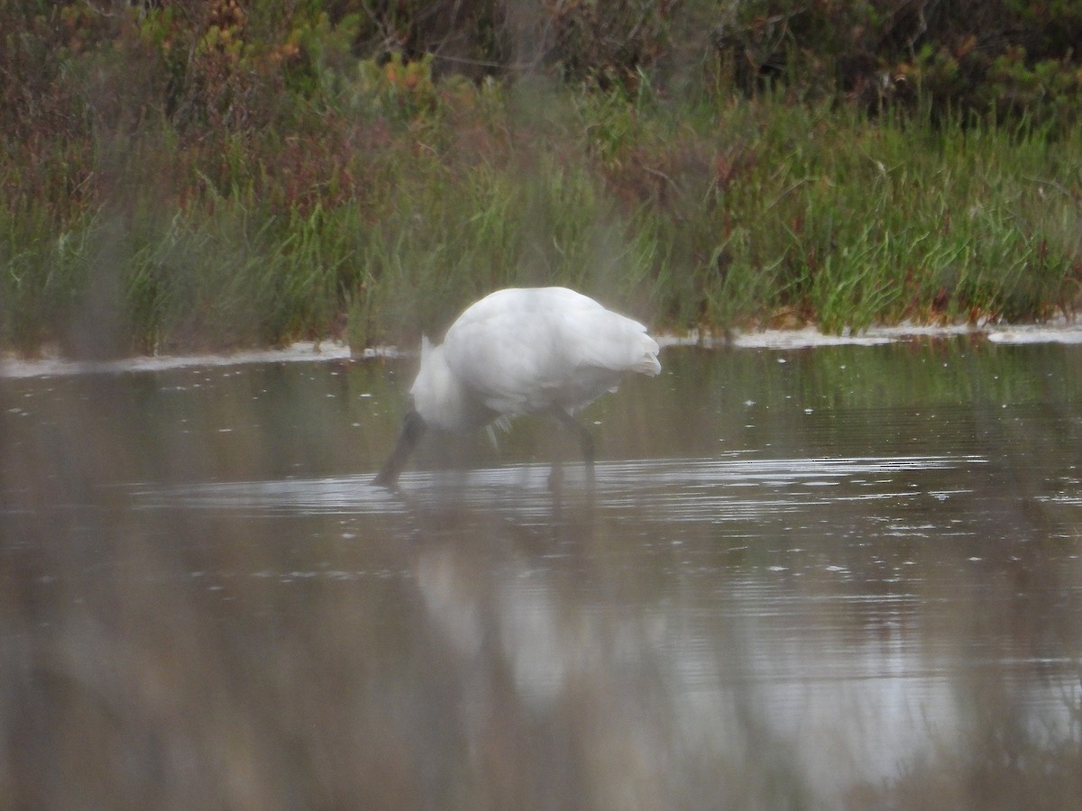 Косар королівський - ML646954503