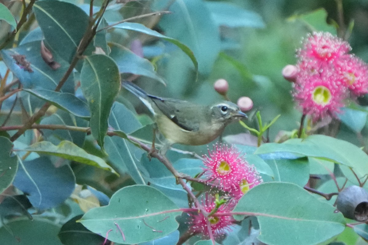 lesňáček modrohřbetý - ML646954508