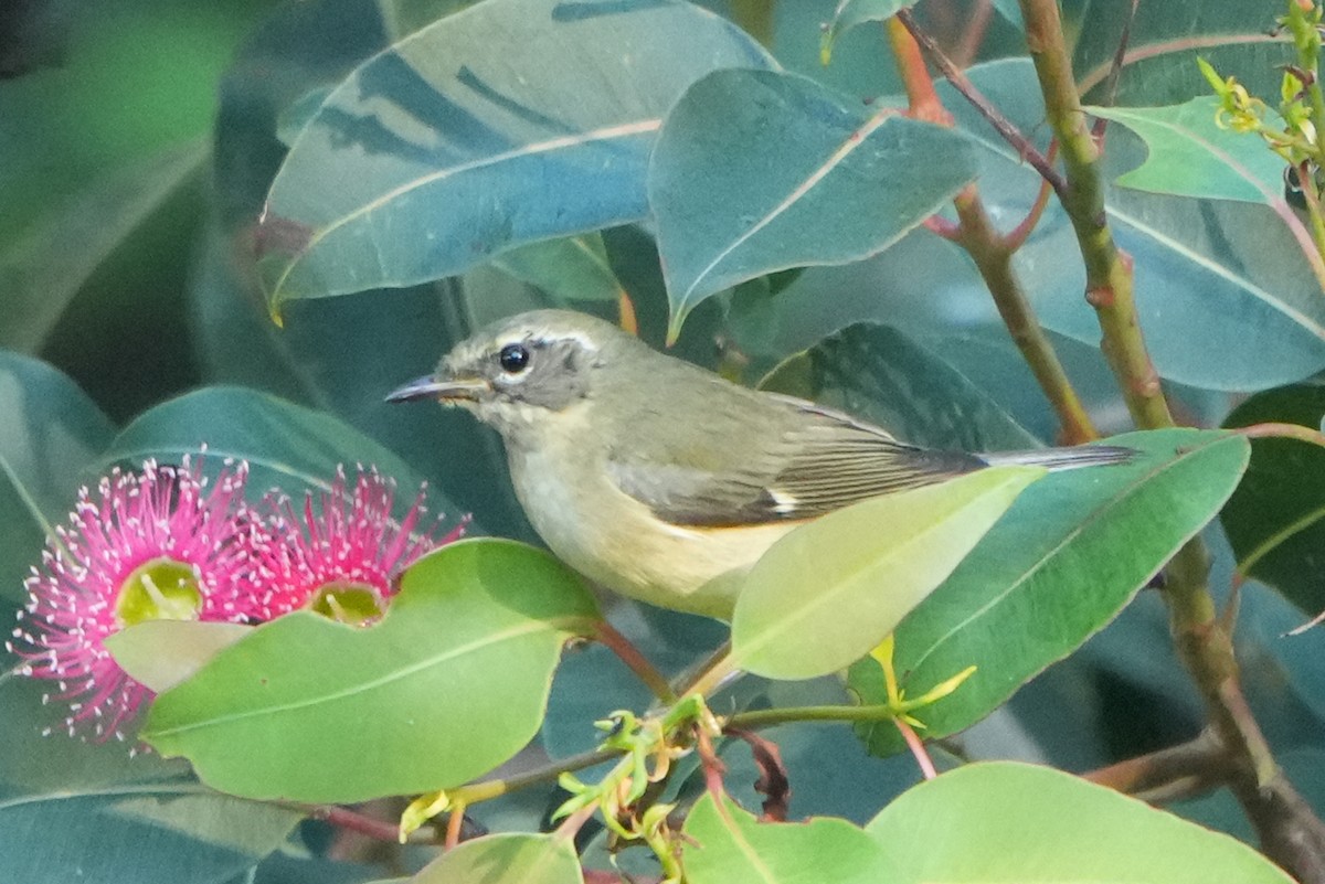 lesňáček modrohřbetý - ML646954510