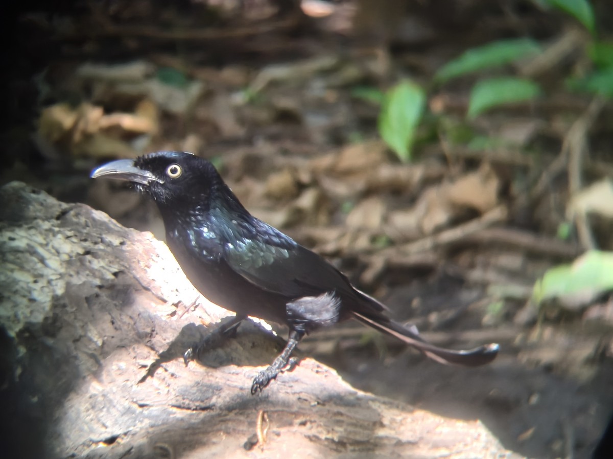 Hair-crested Drongo - ML646954513