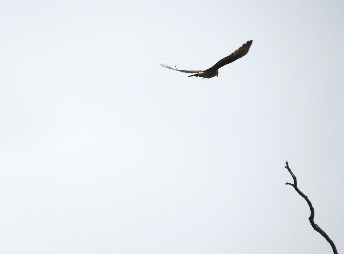 Swamp Harrier - ML646954519