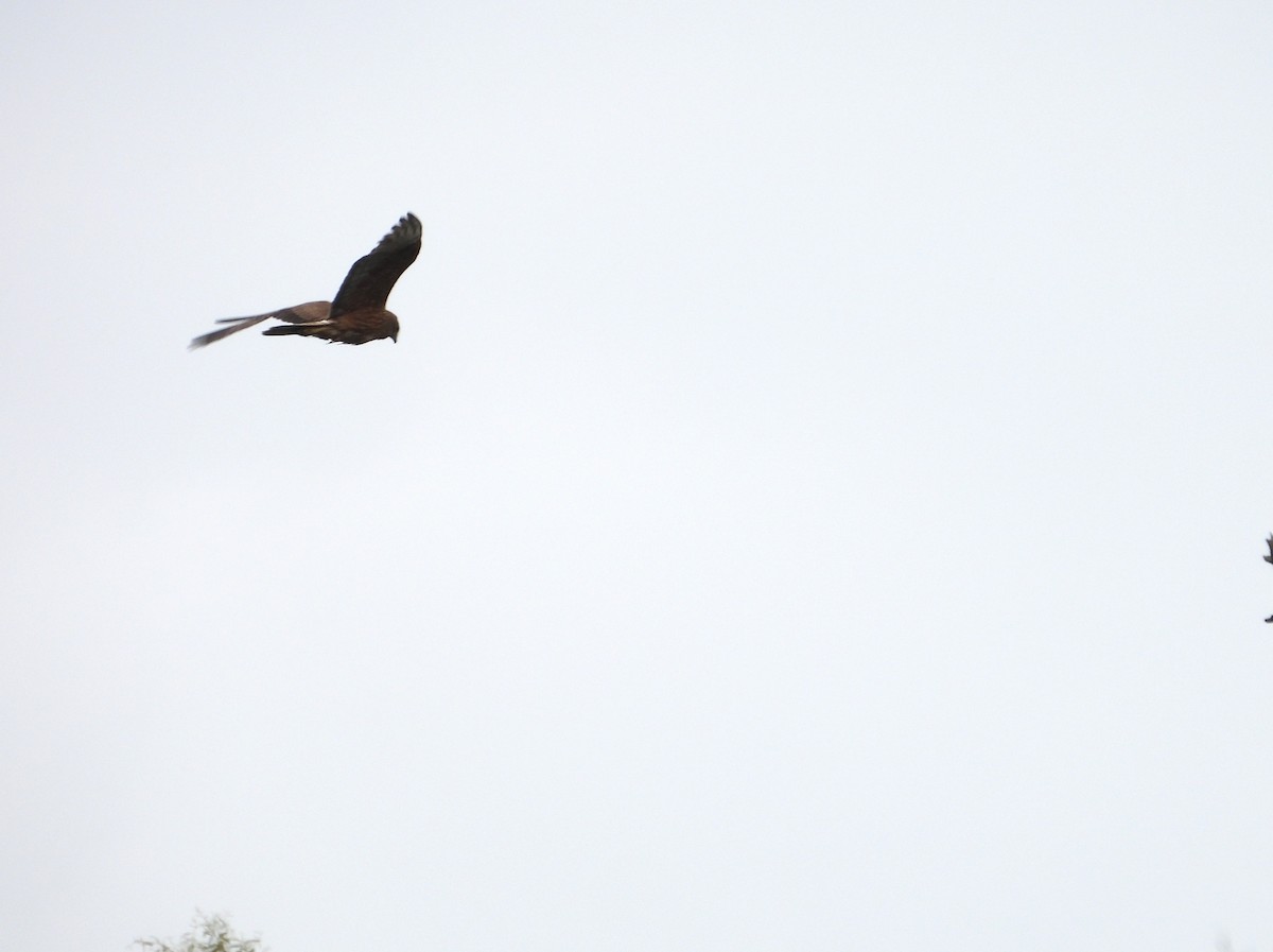 Swamp Harrier - ML646954520