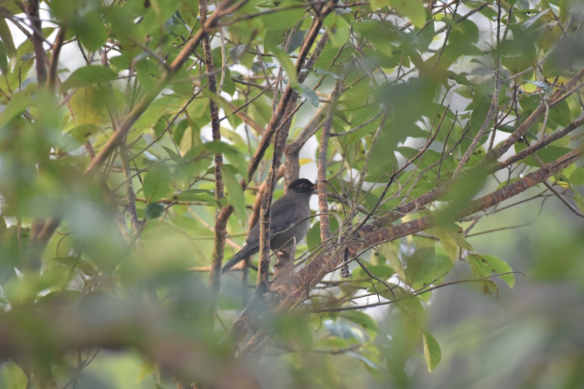 Indian Blackbird - ML646954522