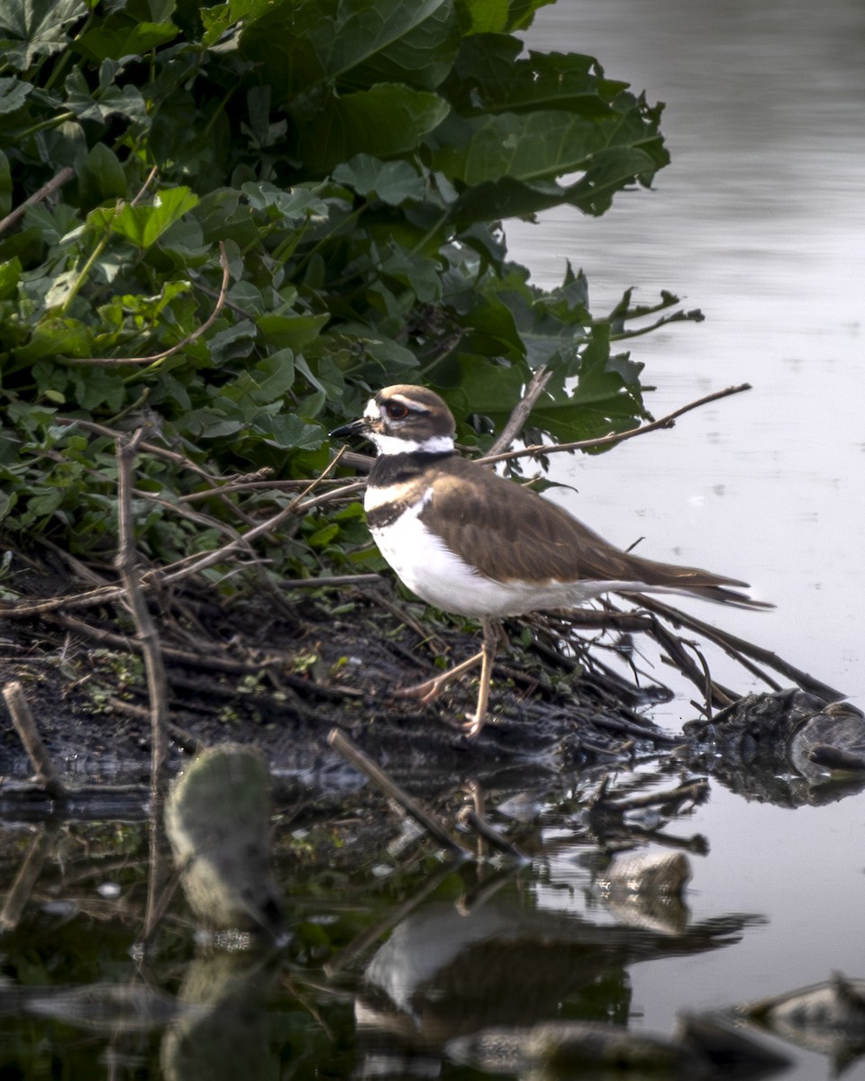 フタオビチドリ - ML646954532