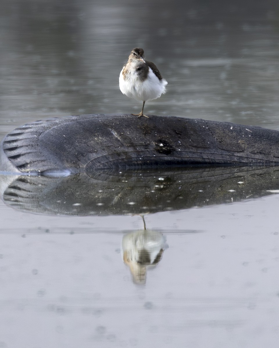 アメリカイソシギ - ML646954539