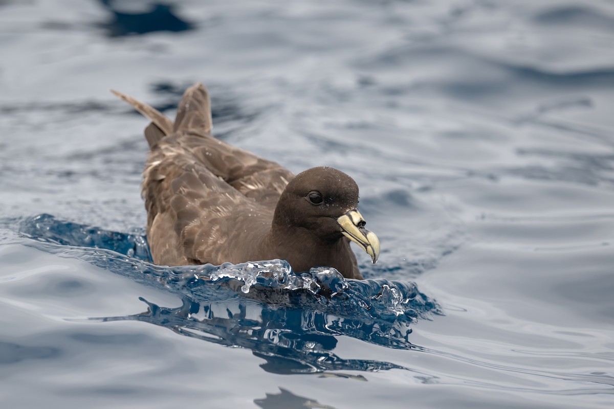 Pardela Gorjiblanca - ML646954540