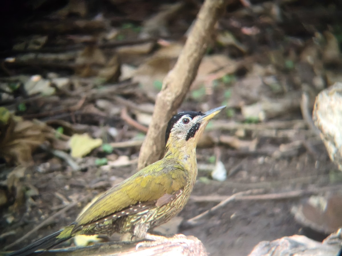 Laced Woodpecker - ML646954547