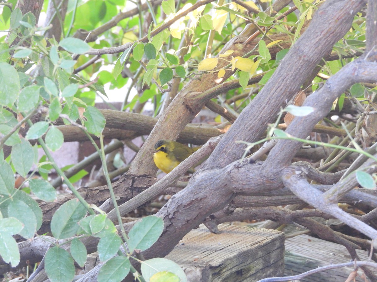 Paruline du Kentucky - ML646954550