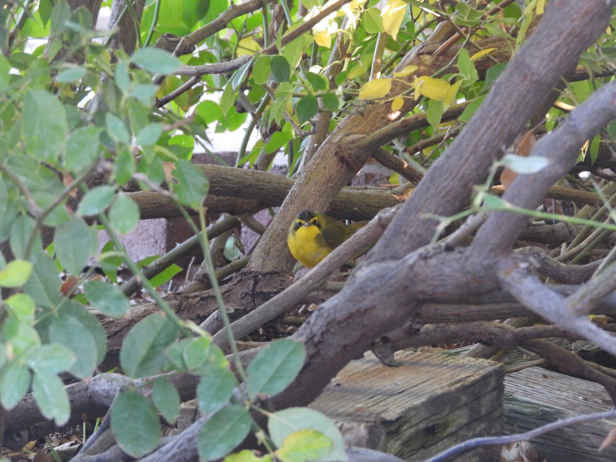 Paruline du Kentucky - ML646954551