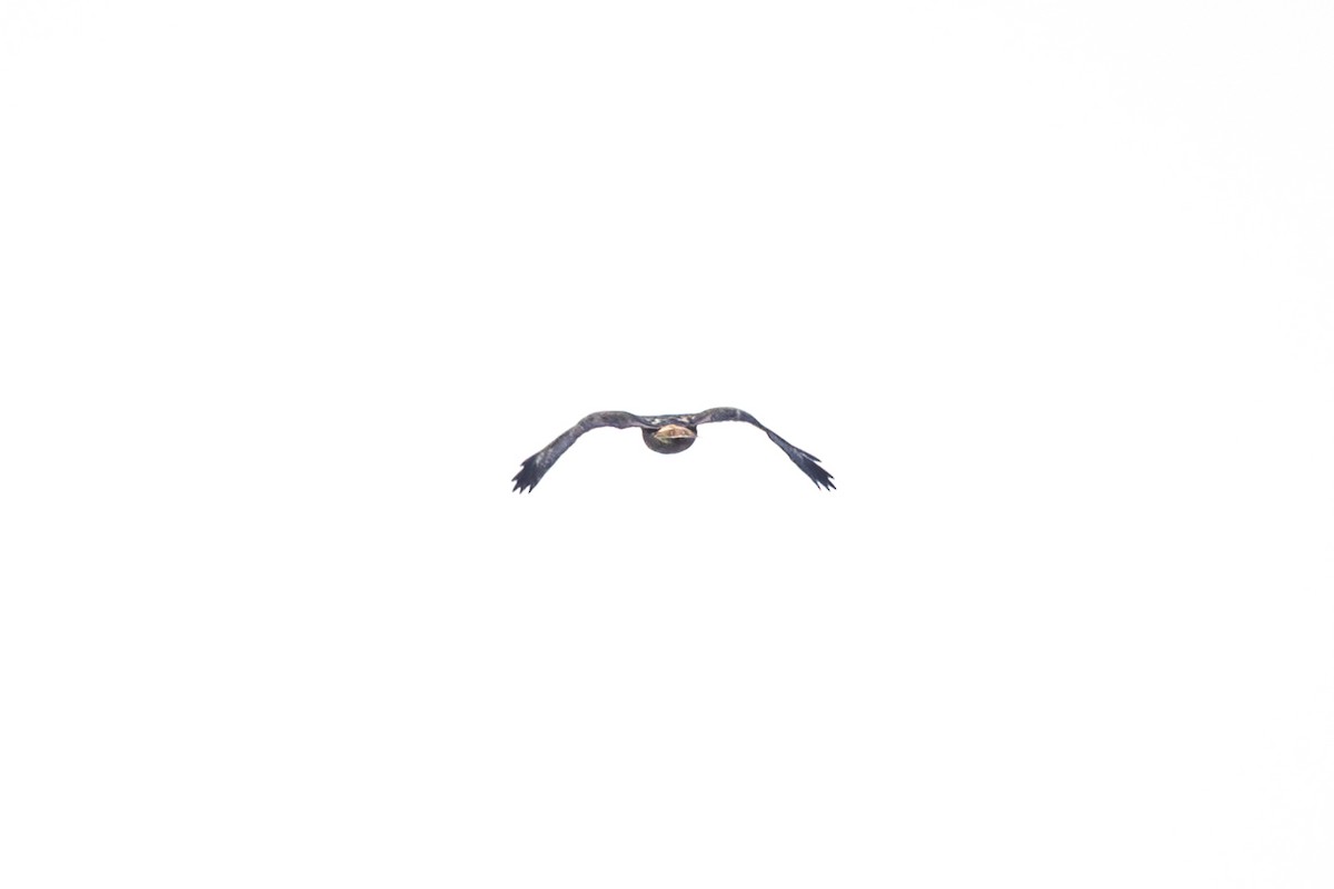 アカオノスリ - ML646954552