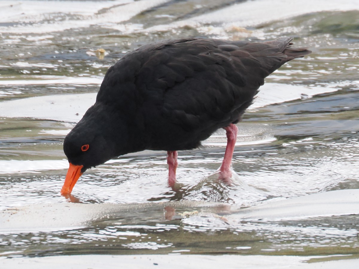 Yeni Zelanda Kara Poyrazkuşu - ML646954554