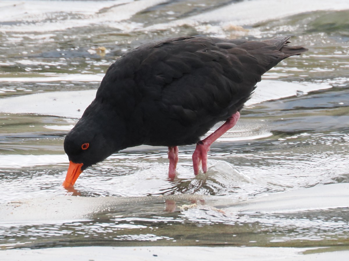 Yeni Zelanda Kara Poyrazkuşu - ML646954555