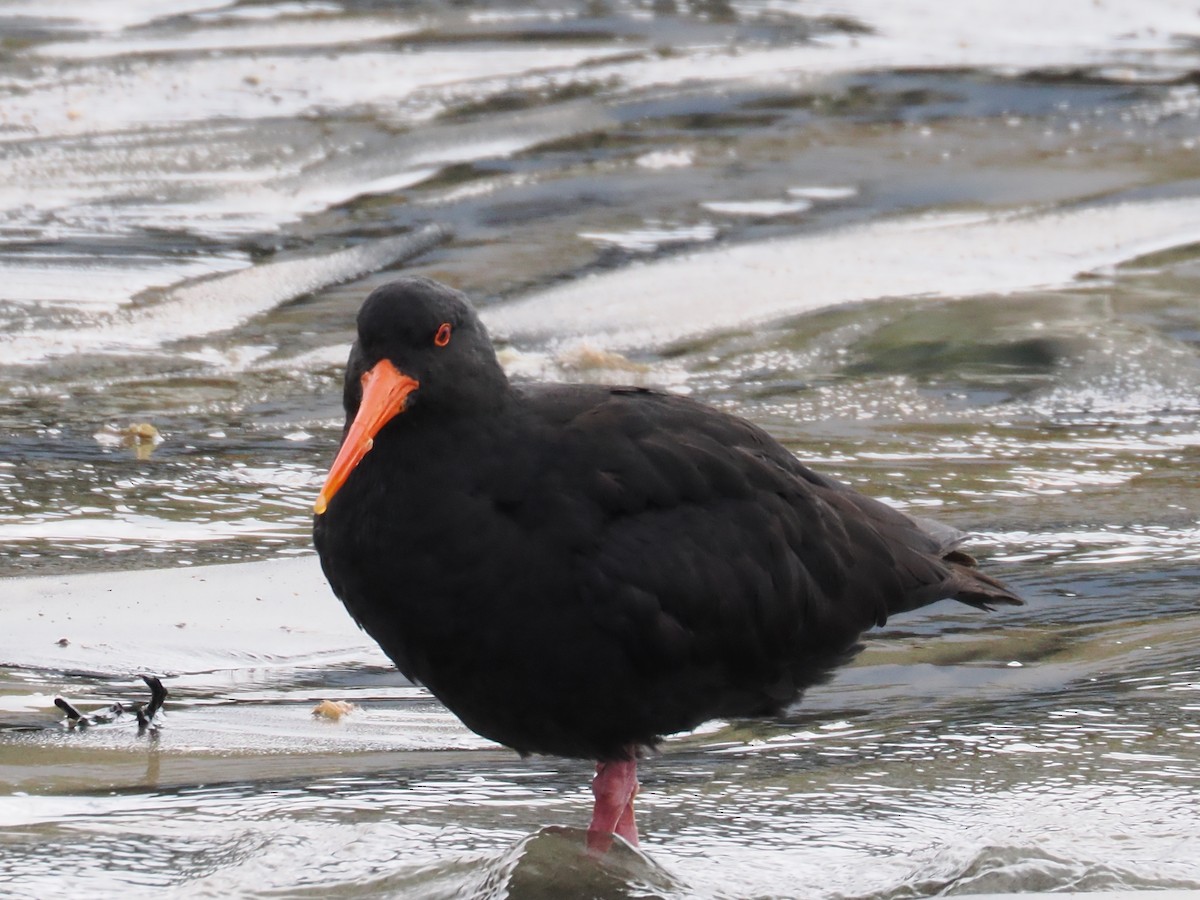 Yeni Zelanda Kara Poyrazkuşu - ML646954556