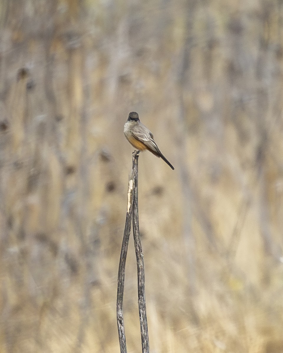 チャイロツキヒメハエトリ - ML646954557