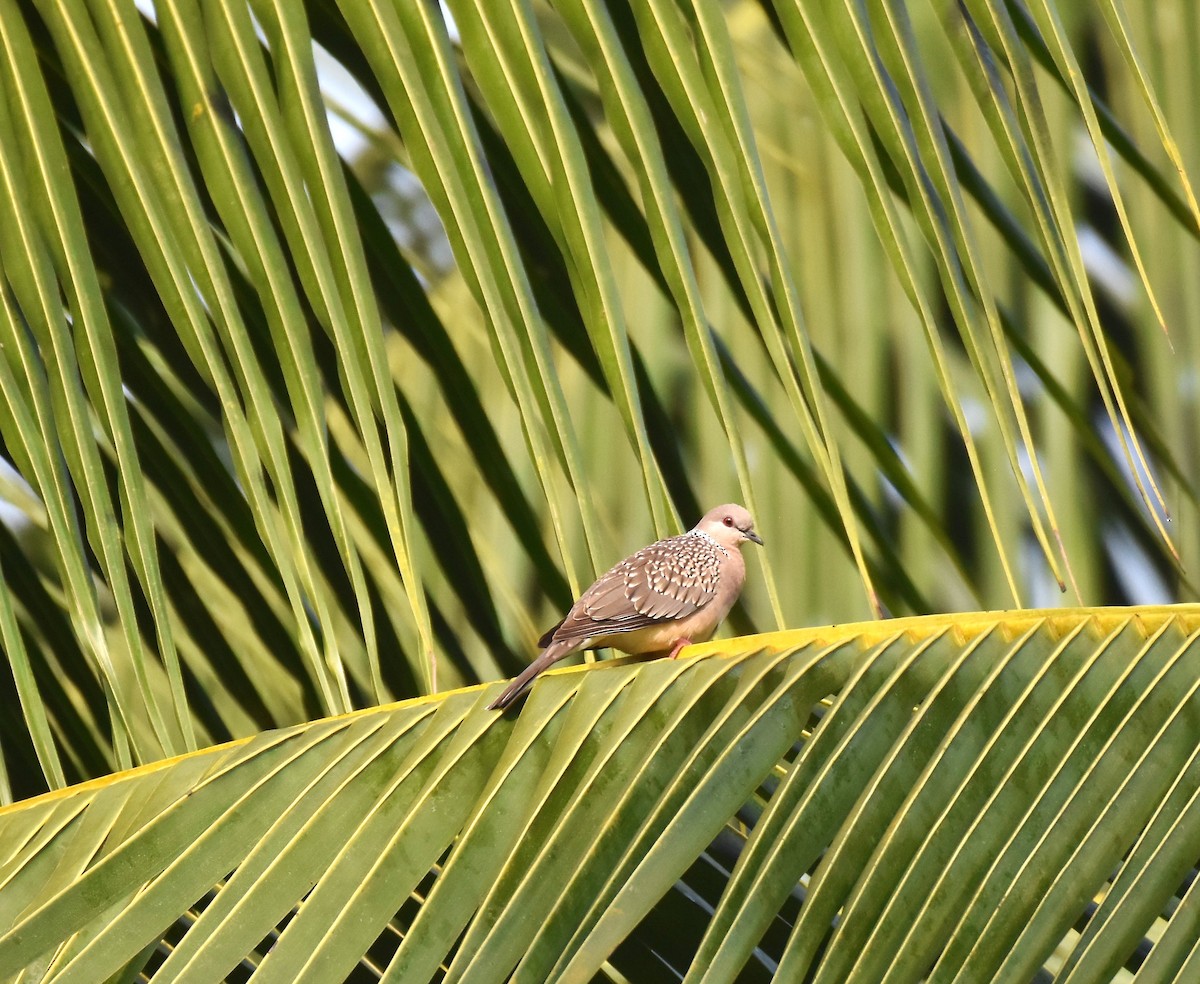 Spotted Dove - ML646954558