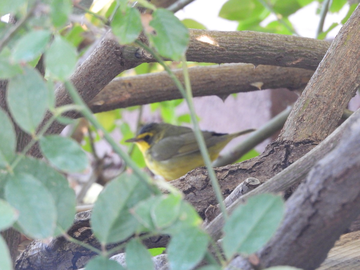 Paruline du Kentucky - ML646954560