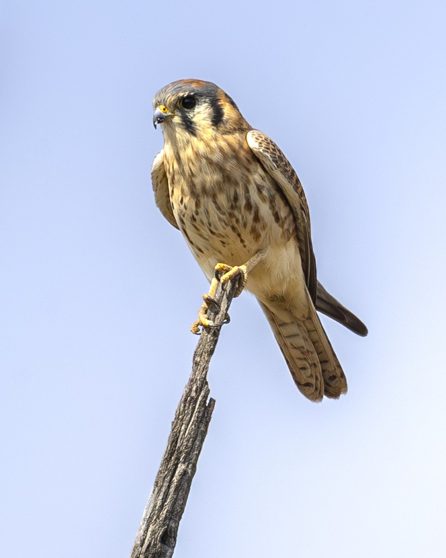 アメリカチョウゲンボウ - ML646954561