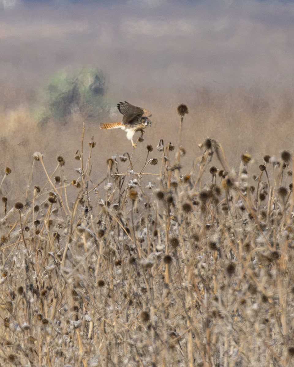 アメリカチョウゲンボウ - ML646954562