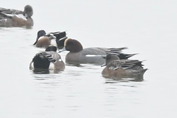 Eurasian Wigeon - ML646954566