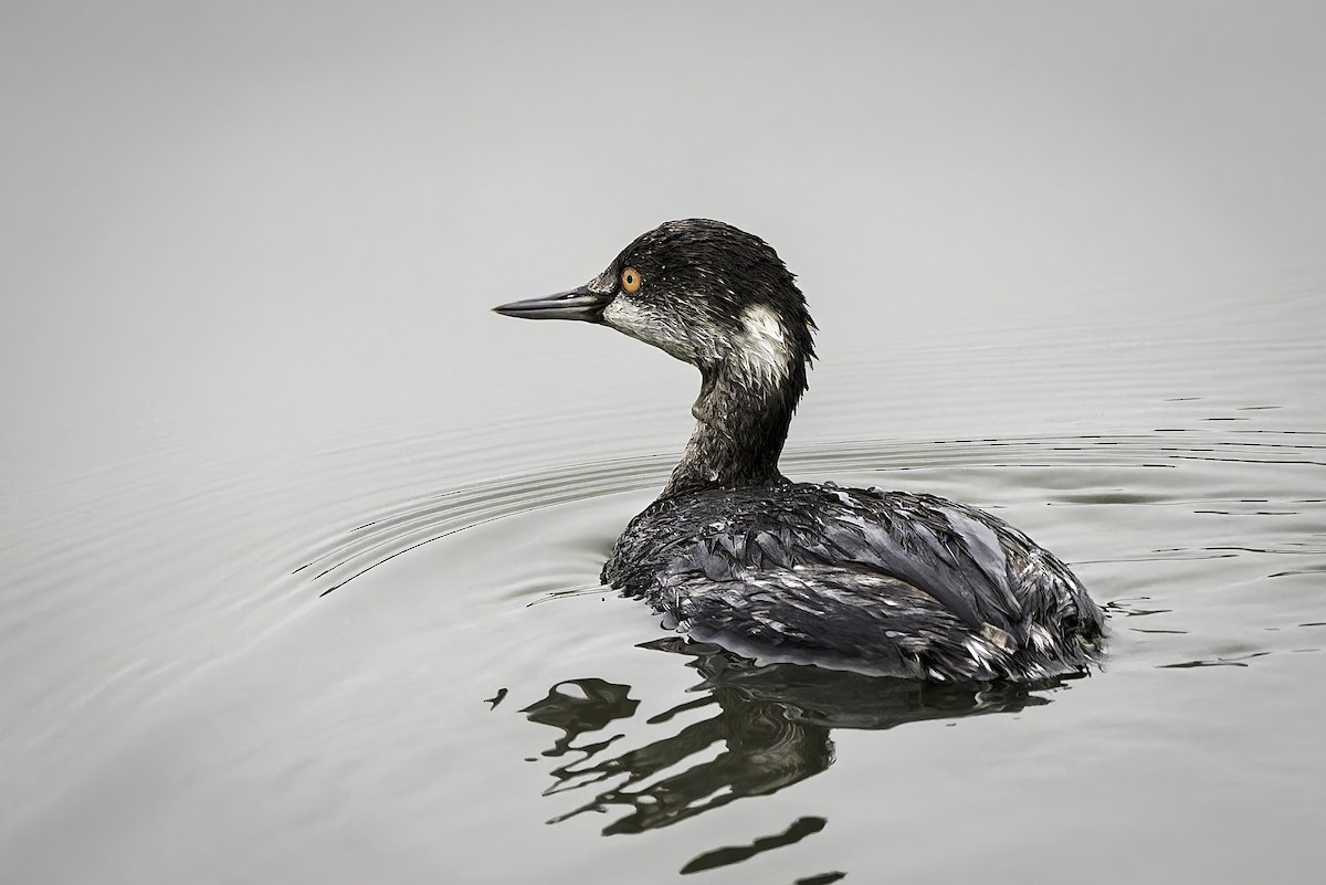 potápka černokrká - ML646954568