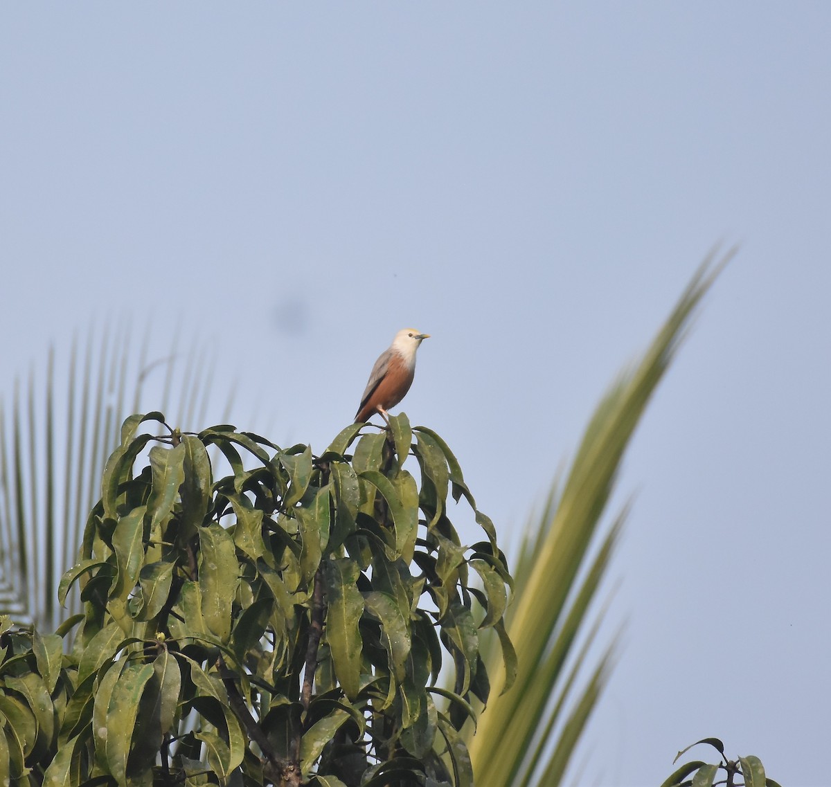 Estornino de Blyth - ML646954569