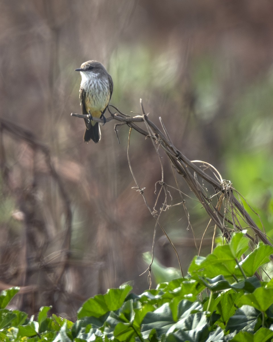 ベニタイランチョウ - ML646954570