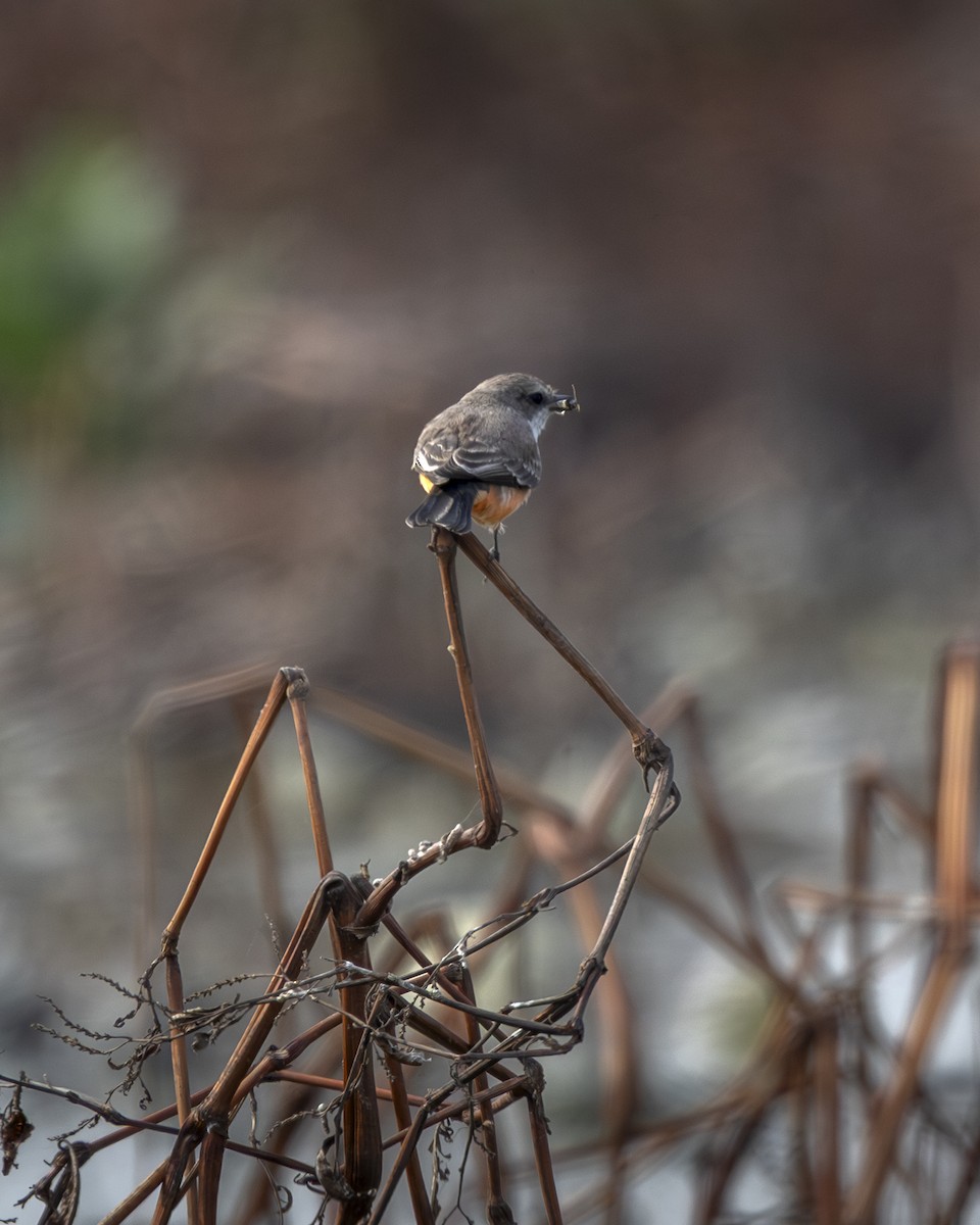 ベニタイランチョウ - ML646954571