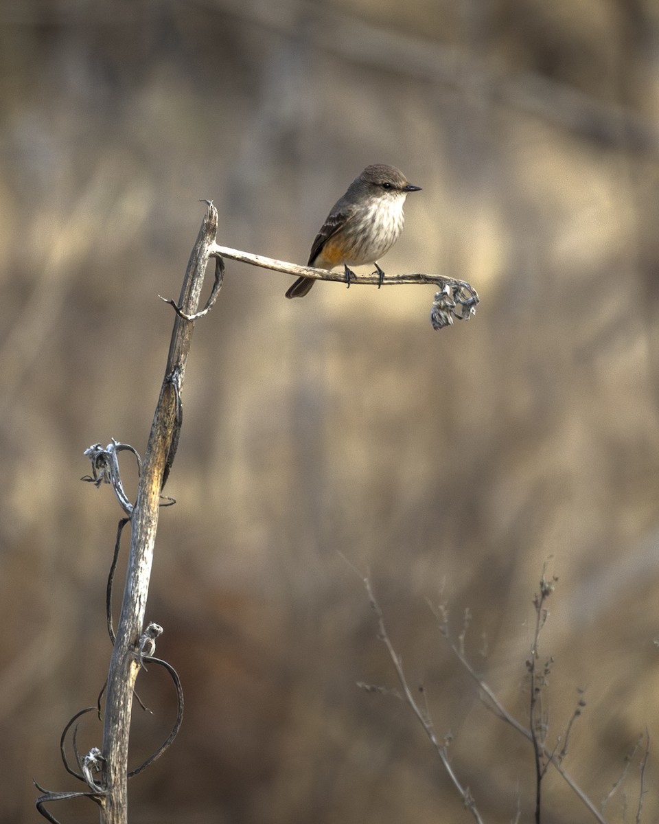 ベニタイランチョウ - ML646954572