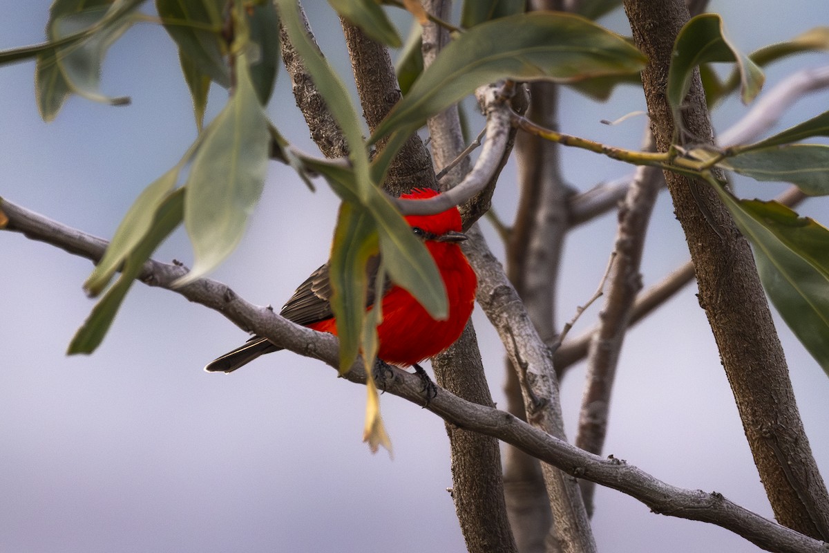 ベニタイランチョウ - ML646954573