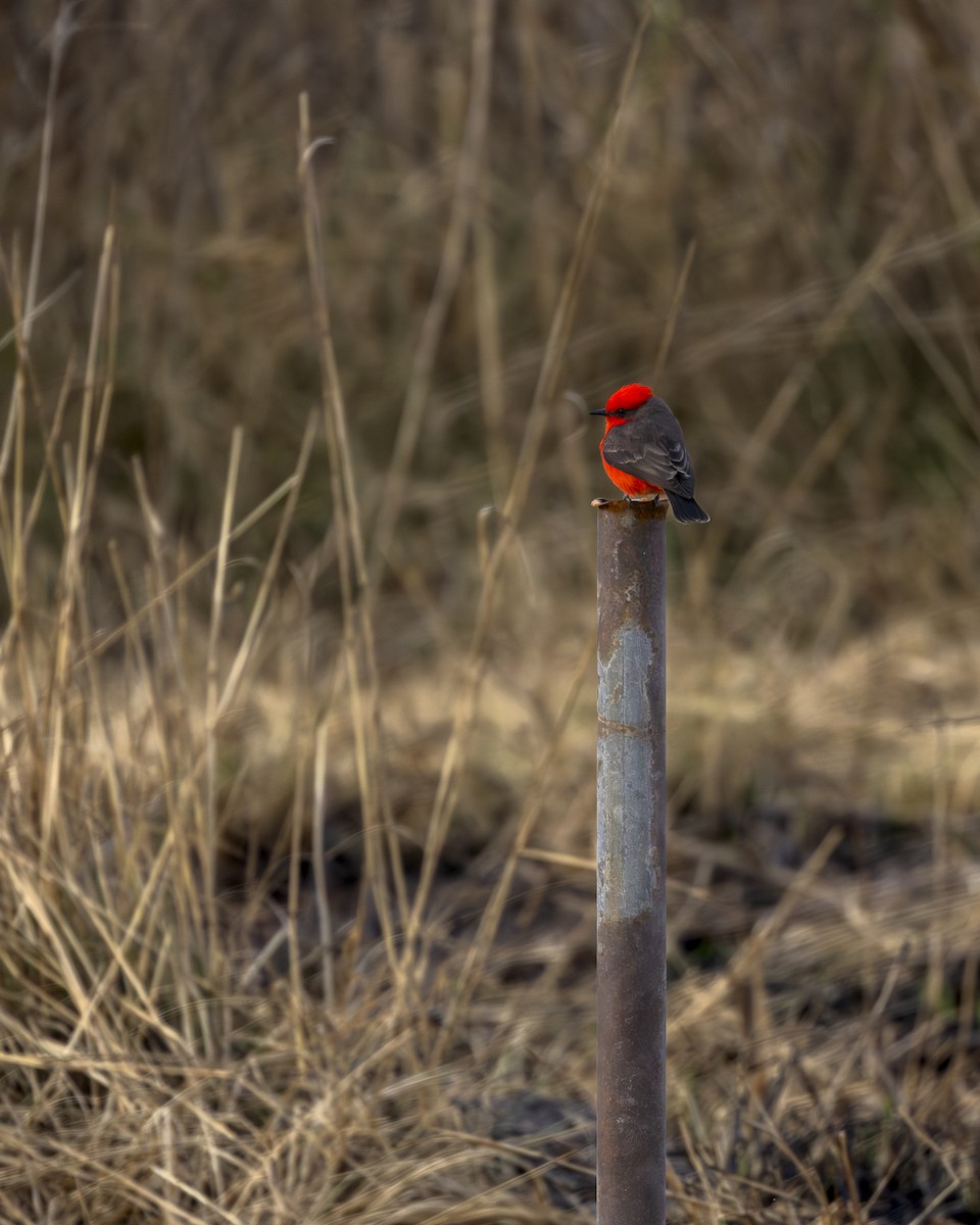 ベニタイランチョウ - ML646954574