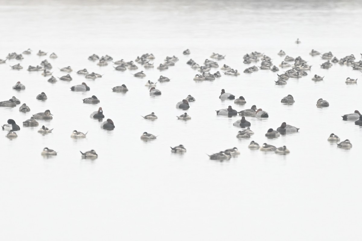 Redhead - ML646954581