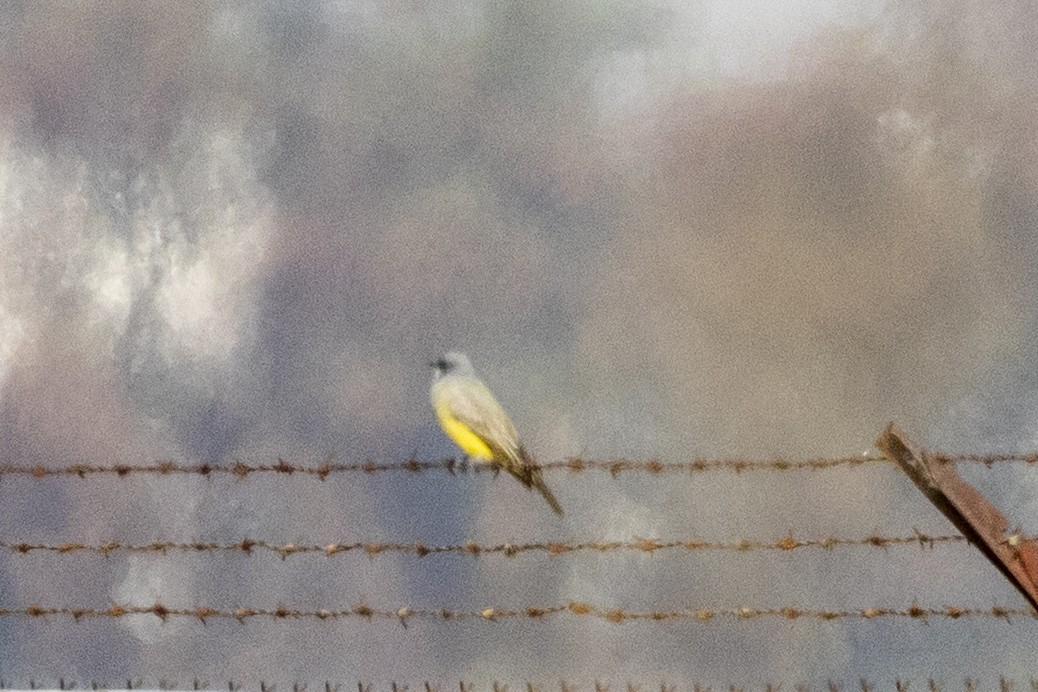 ハシボソタイランチョウ - ML646954582