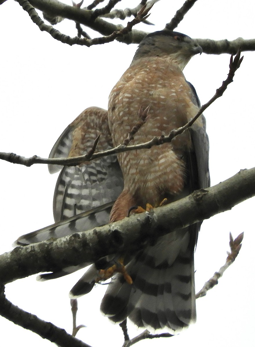 Cooper's Hawk - ML646954583