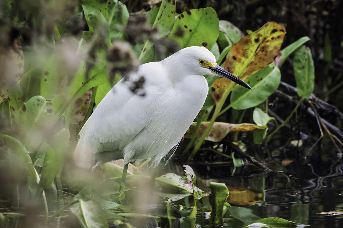 Snowy Egret - ML646954584