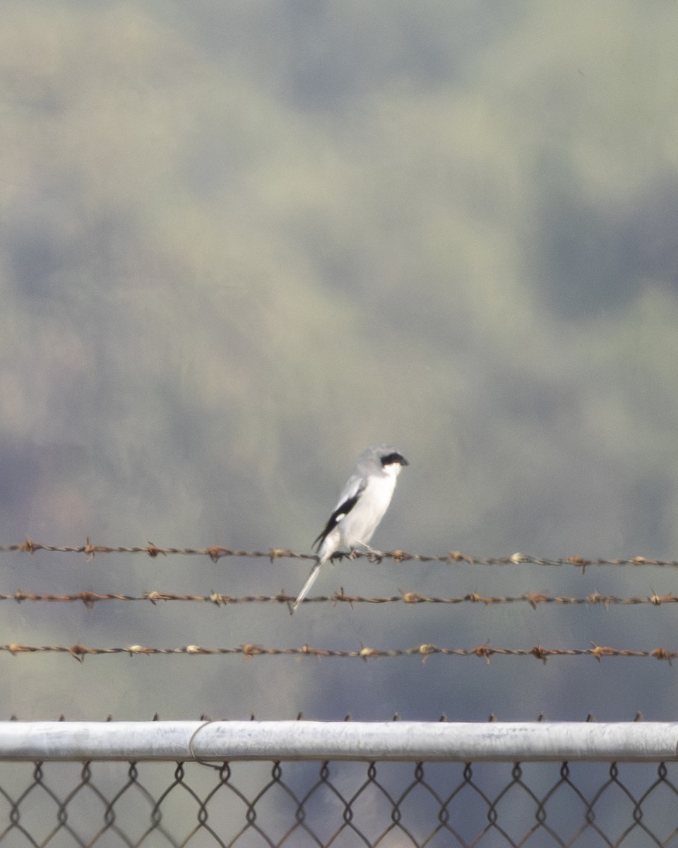 アメリカオオモズ - ML646954586