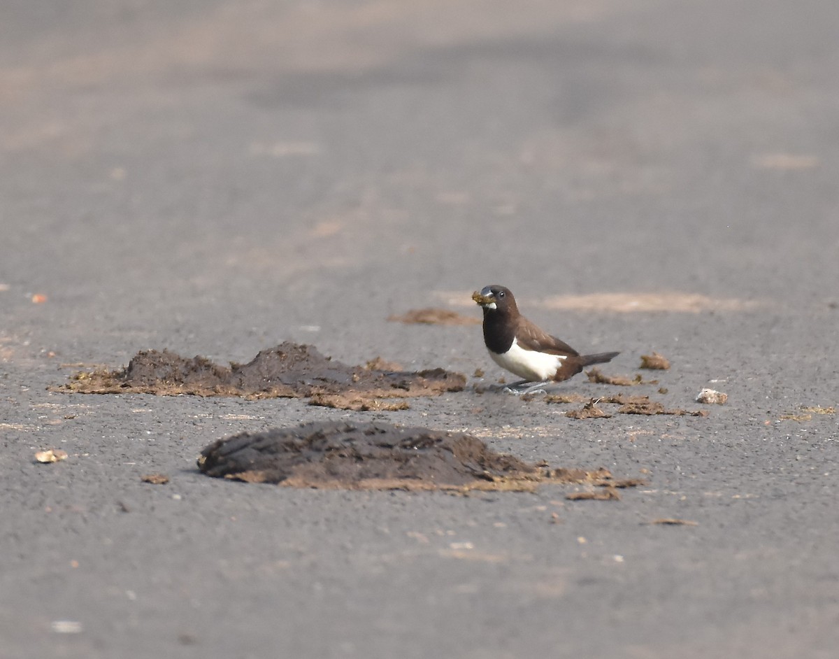 White-rumped Munia - ML646954589