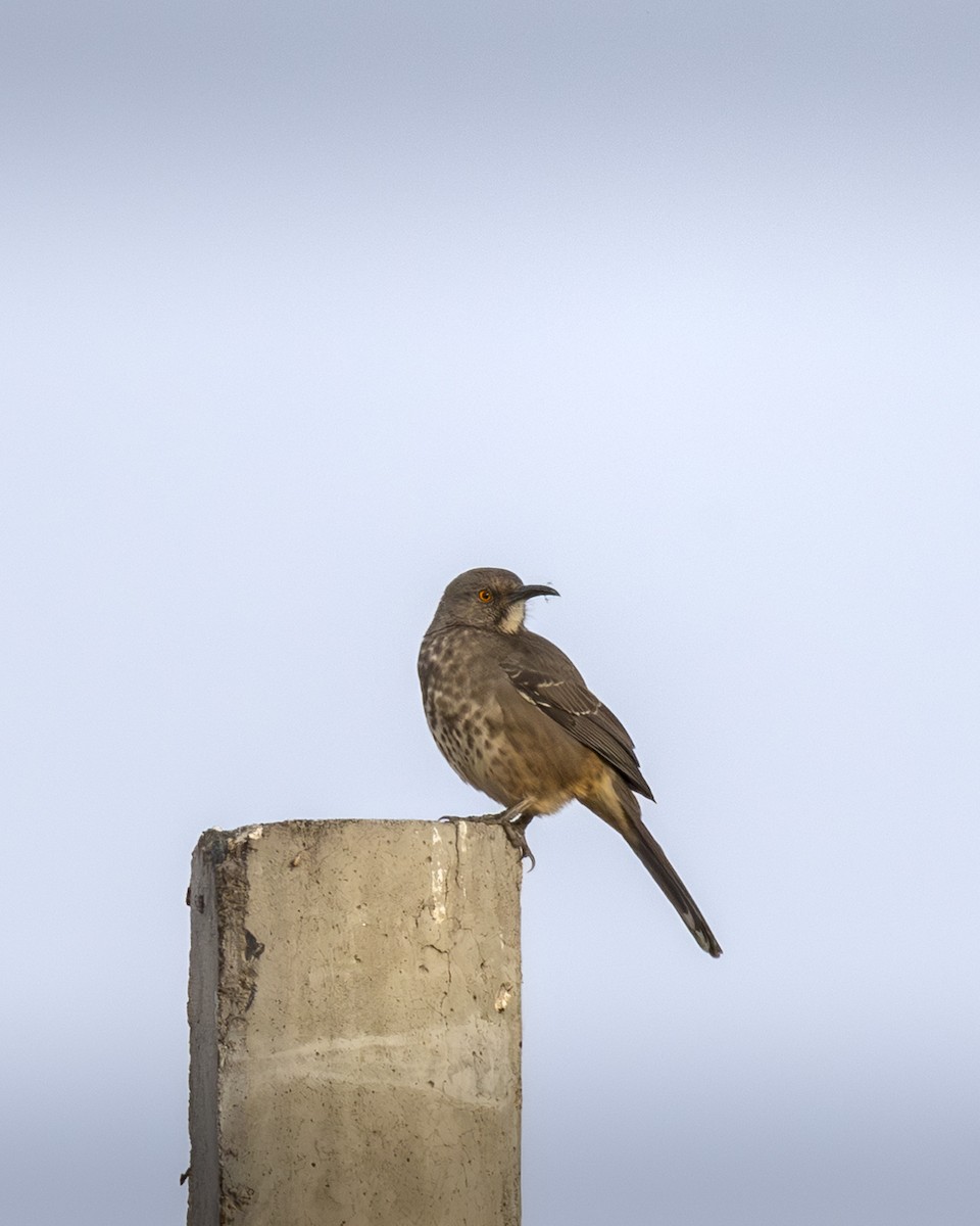 マルハシツグミモドキ - ML646954590