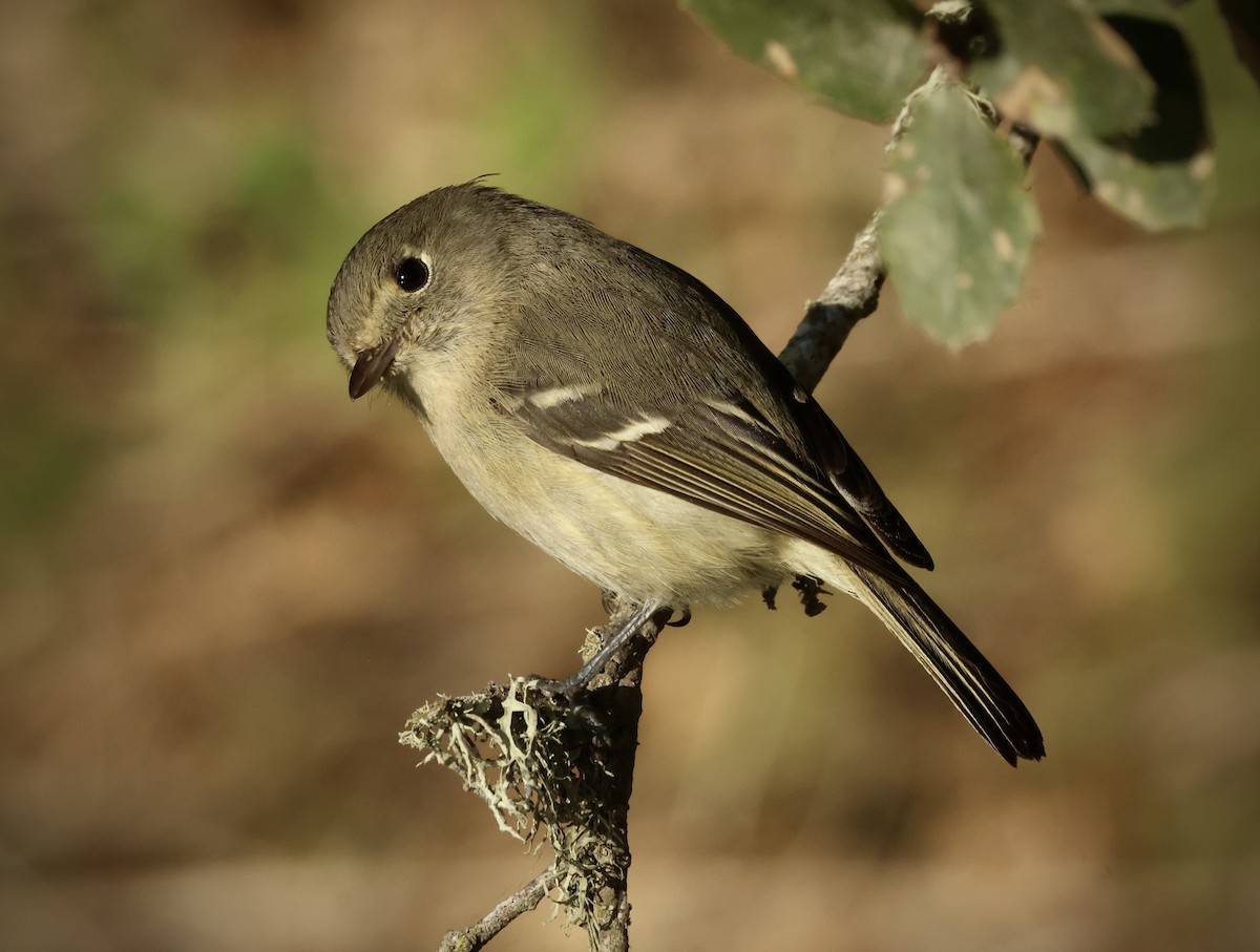 Короткоклювый виреон - ML646954593