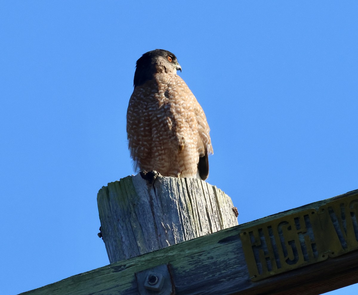 Cooper's Hawk - ML646954594