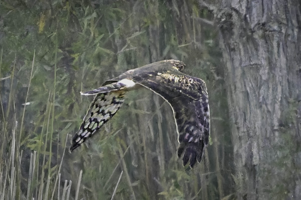 Northern Harrier - ML646954597