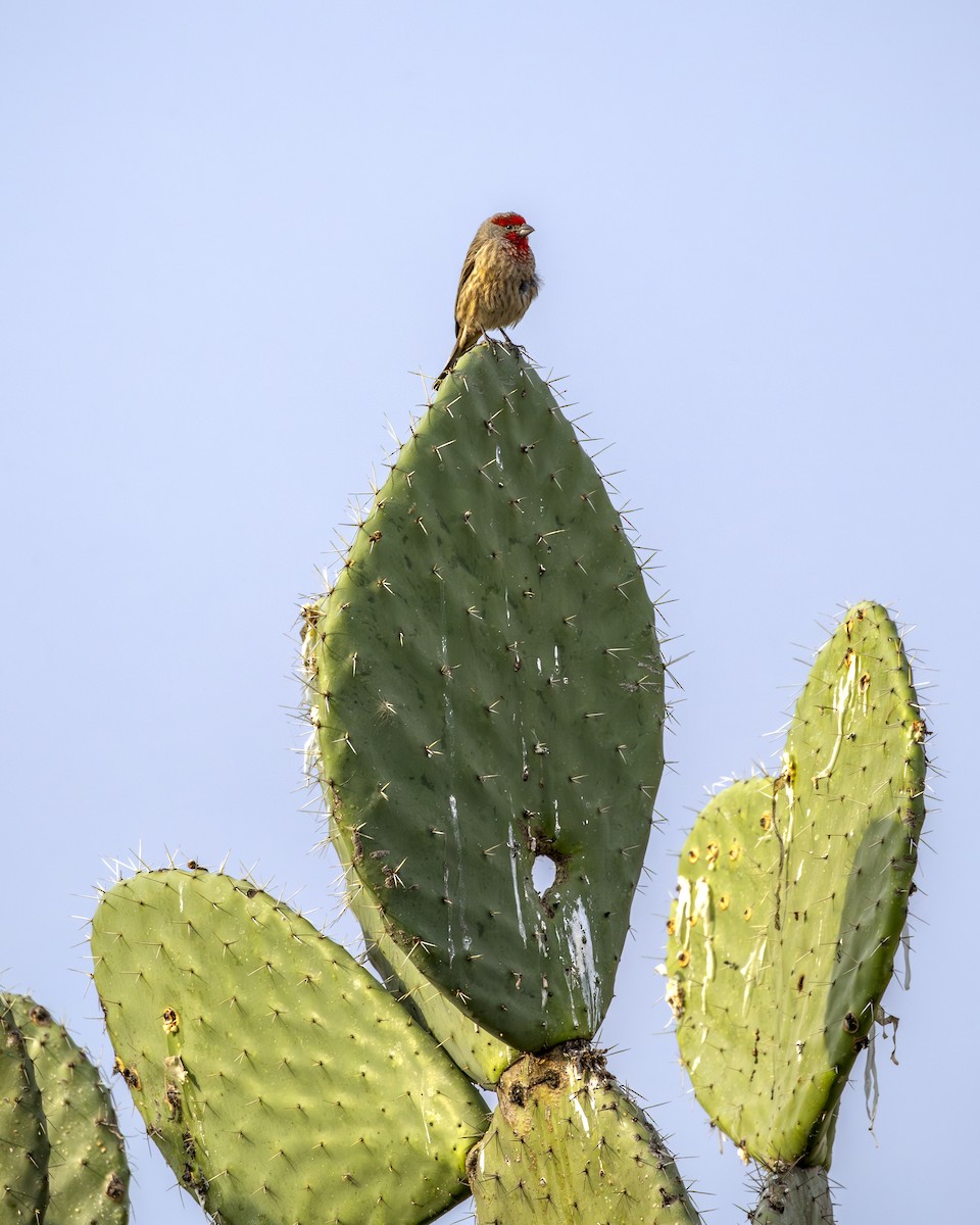 Roselin familier - ML646954599