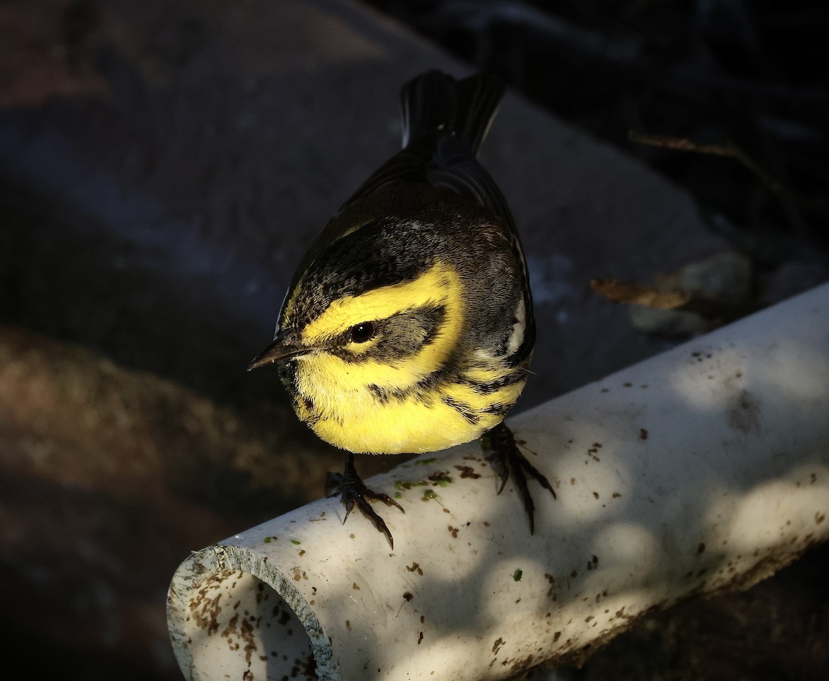 Townsend's Warbler - ML646954600