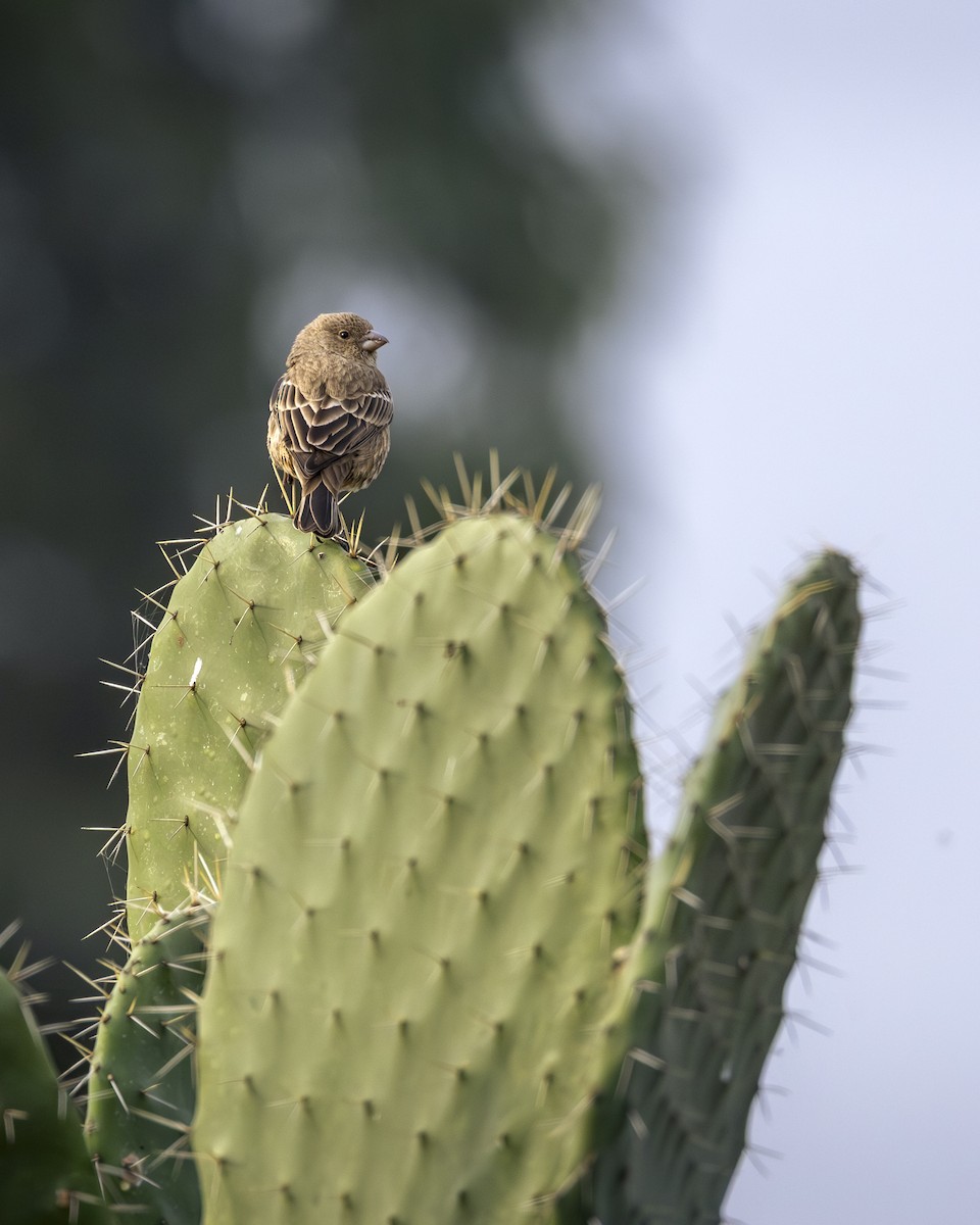 Roselin familier - ML646954606