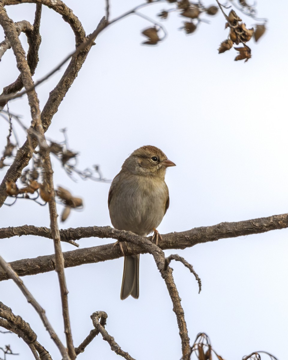 チャガシラヒメドリ - ML646954610