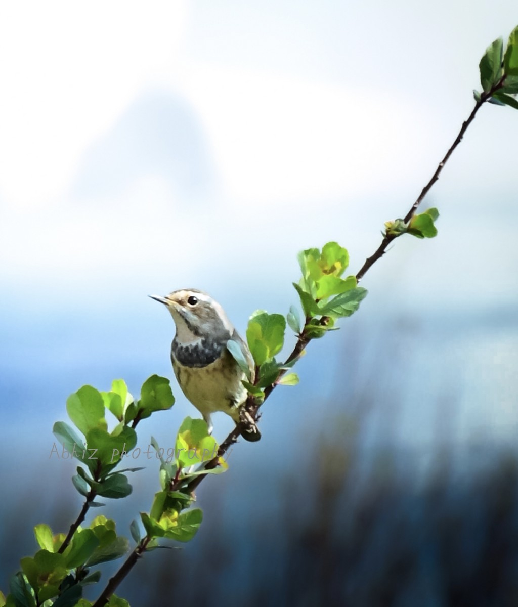 オガワコマドリ - ML646954616