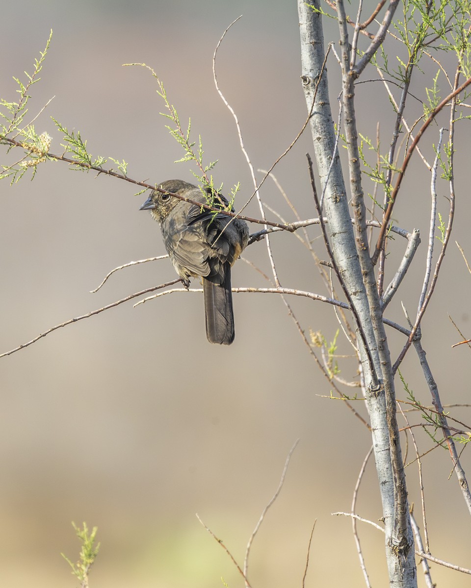 ムジトウヒチョウ - ML646954618