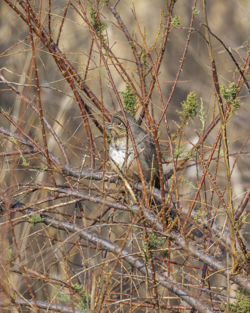 ムジトウヒチョウ - ML646954619