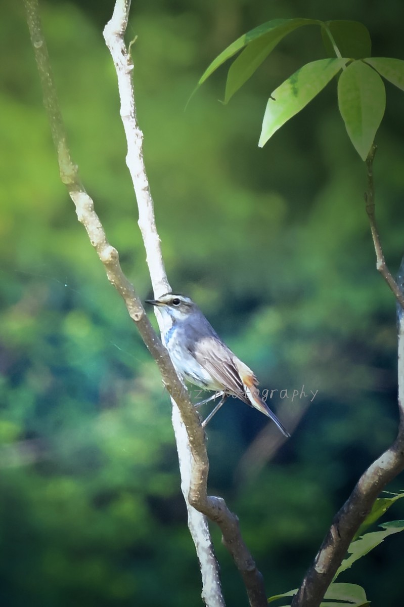 オガワコマドリ - ML646954623